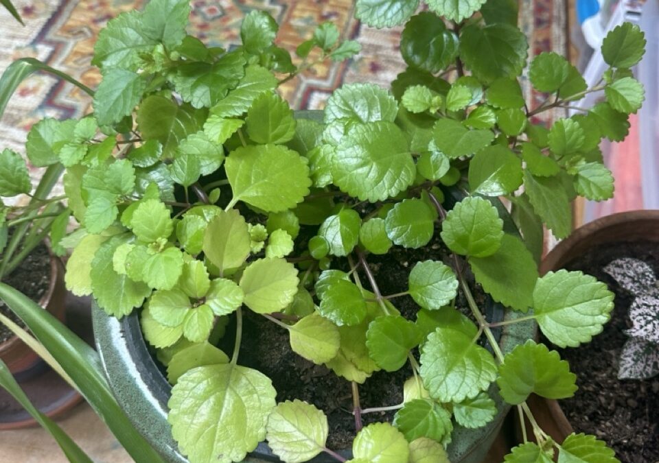 A thriving Swedish ivy plant in a pot
