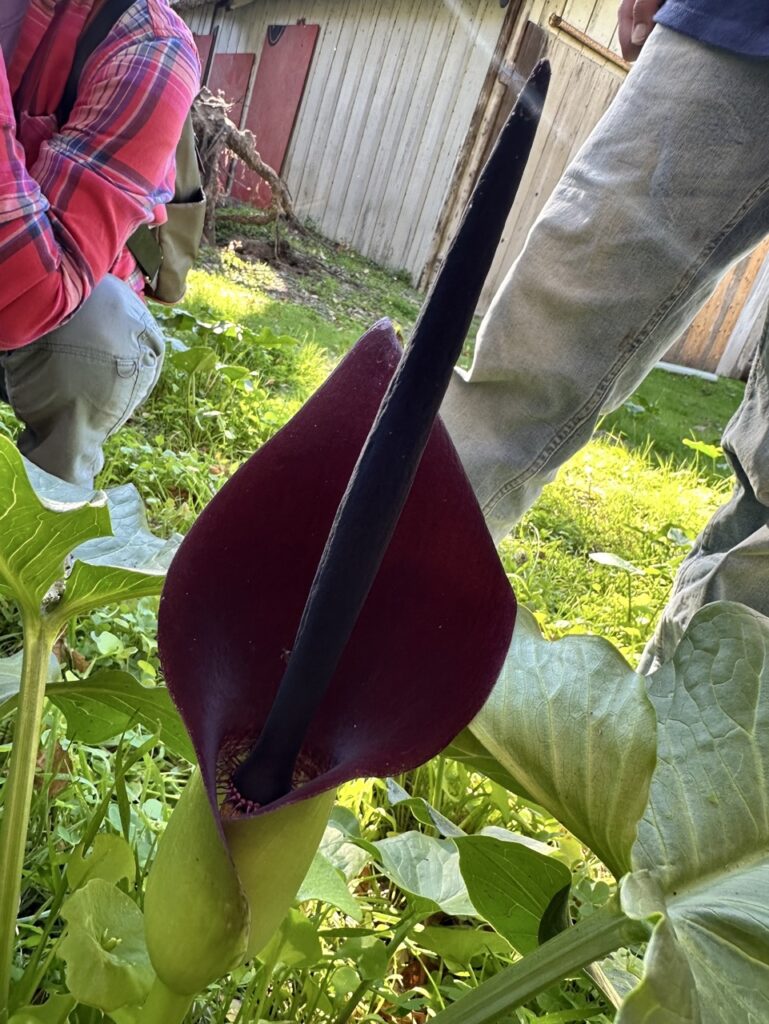 Arum palaestina flower only once per year, when they lure flies into their chamber and trap them. The flies are released the next day as the flower withers.