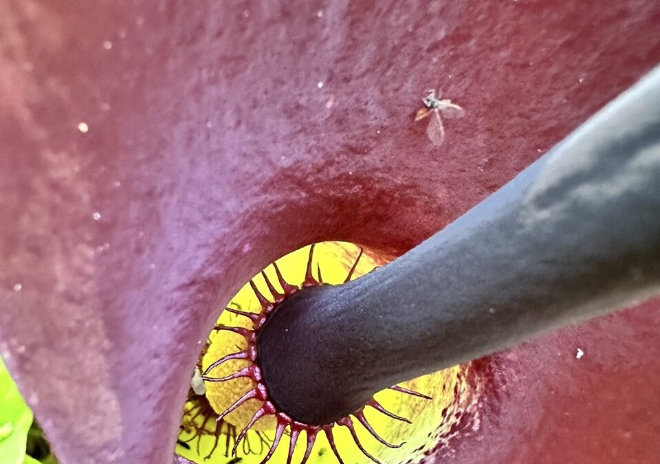 The bristles of an Arum palaestina bloom trap vinegar flies in the chamber overnight.
